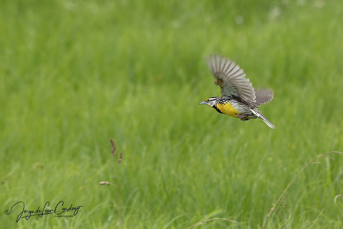 Eastern Meadowlark - ML638879033