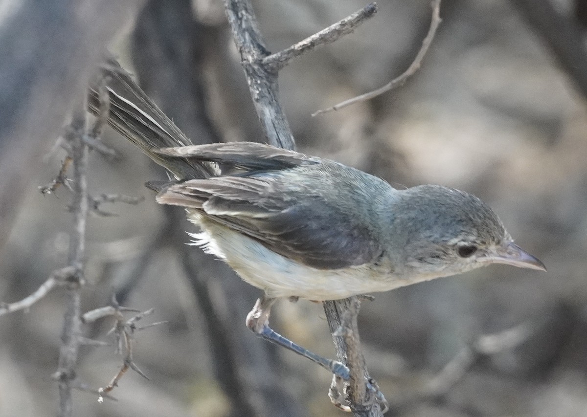 krattvireo - ML638879102