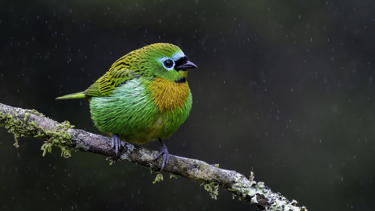 Brassy-breasted Tanager - ML638879118