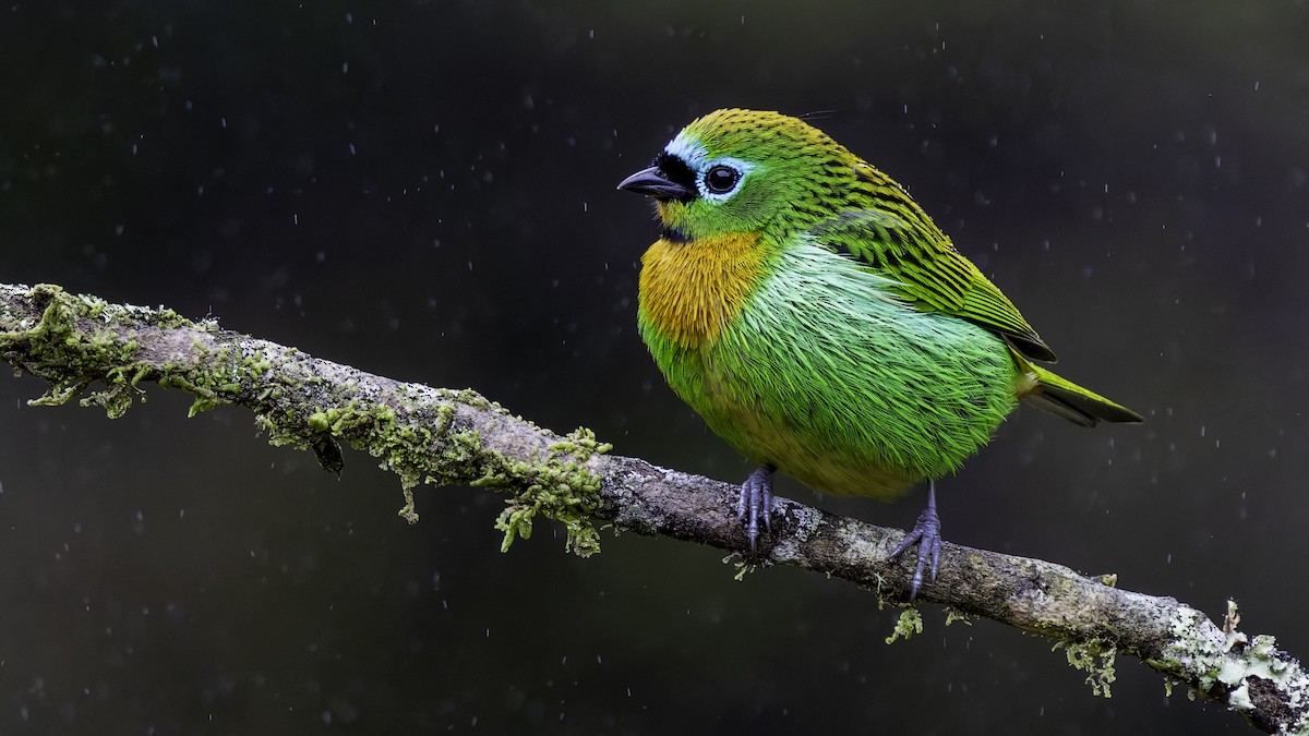 Brassy-breasted Tanager - ML638879119