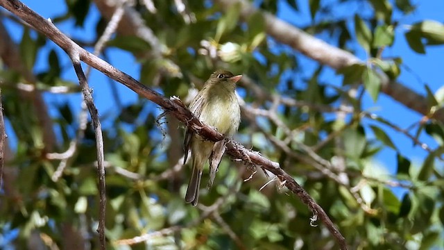 Western Flycatcher (Cordilleran) - ML638879156