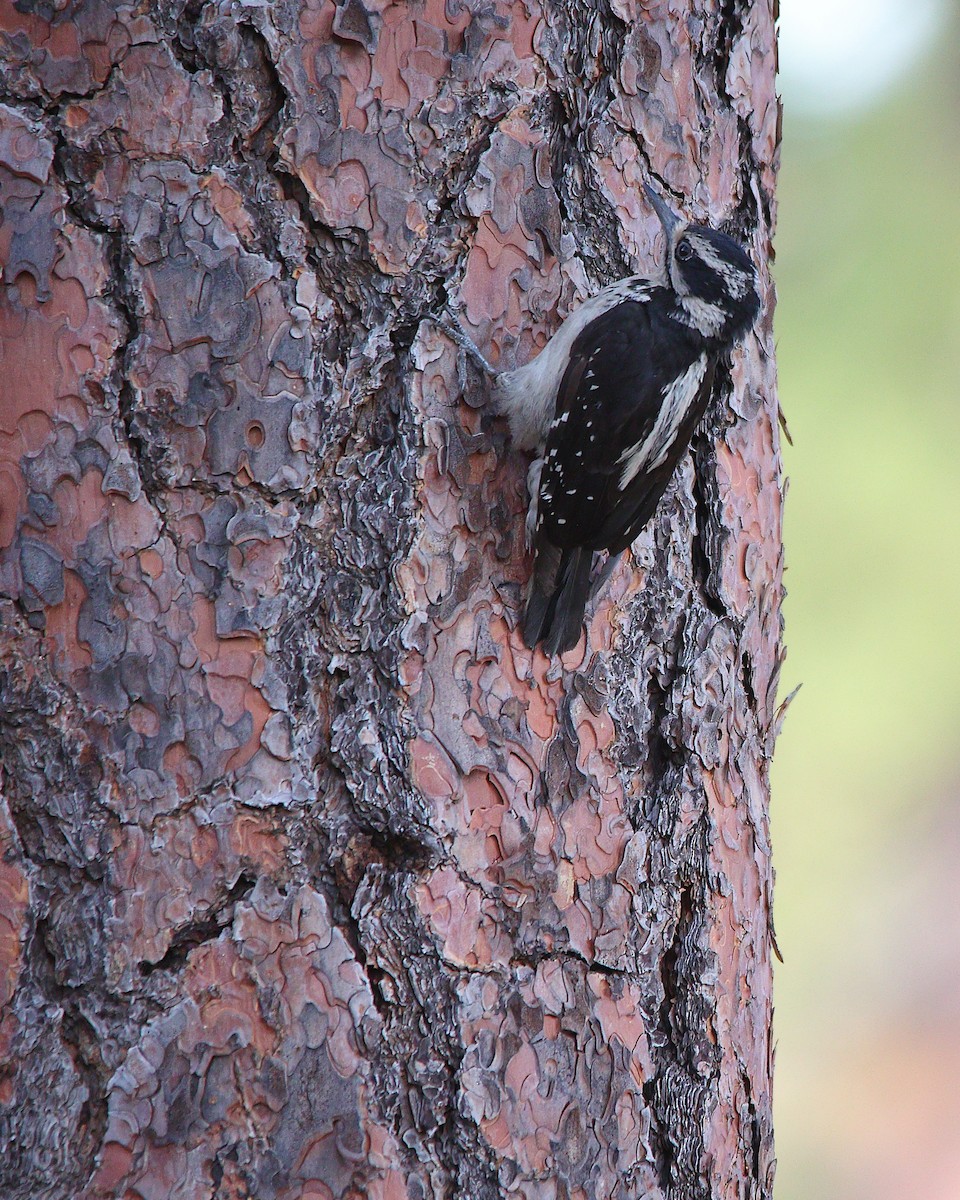 Hairy Woodpecker - ML638879180