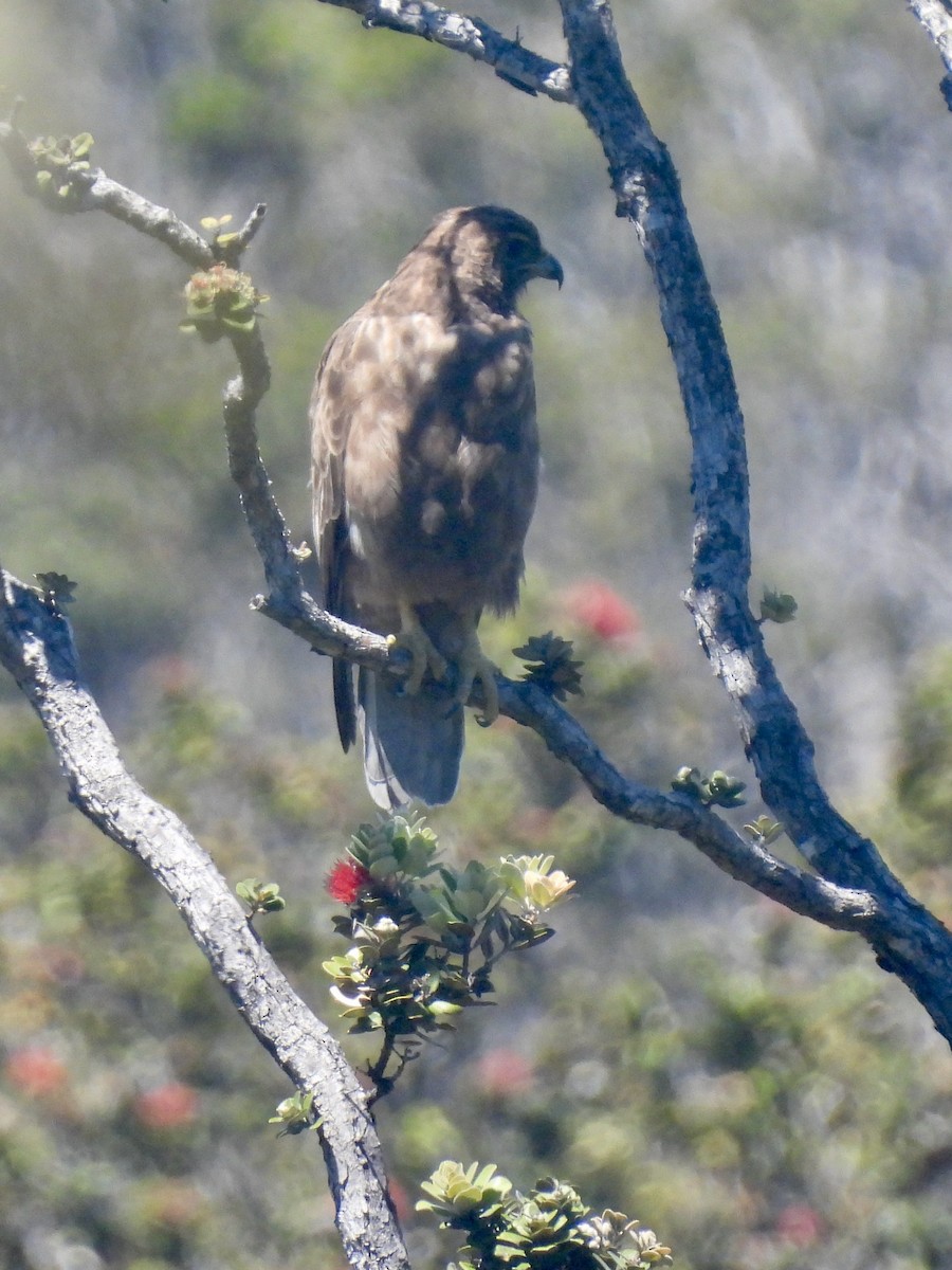 Hawaiian Hawk - ML638879223