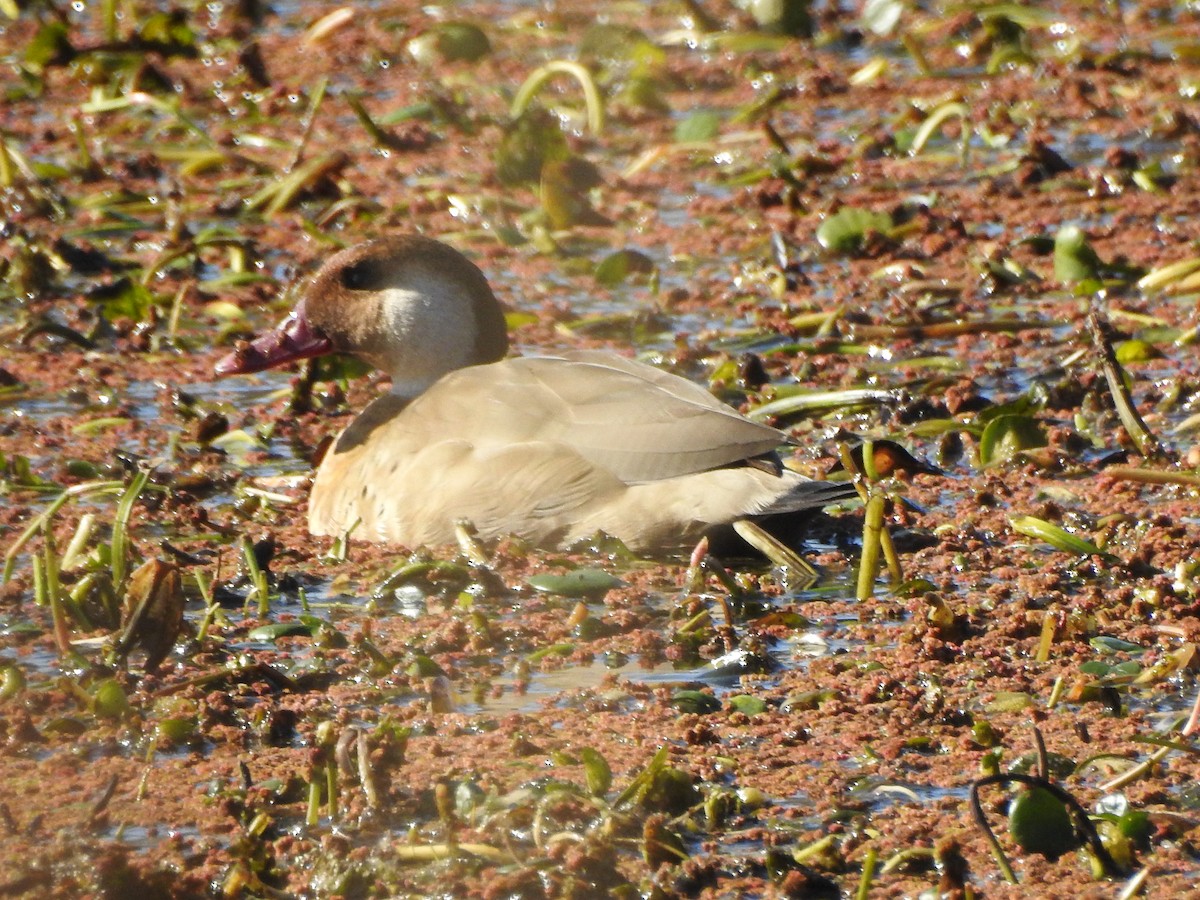 Canard amazonette - ML638879242