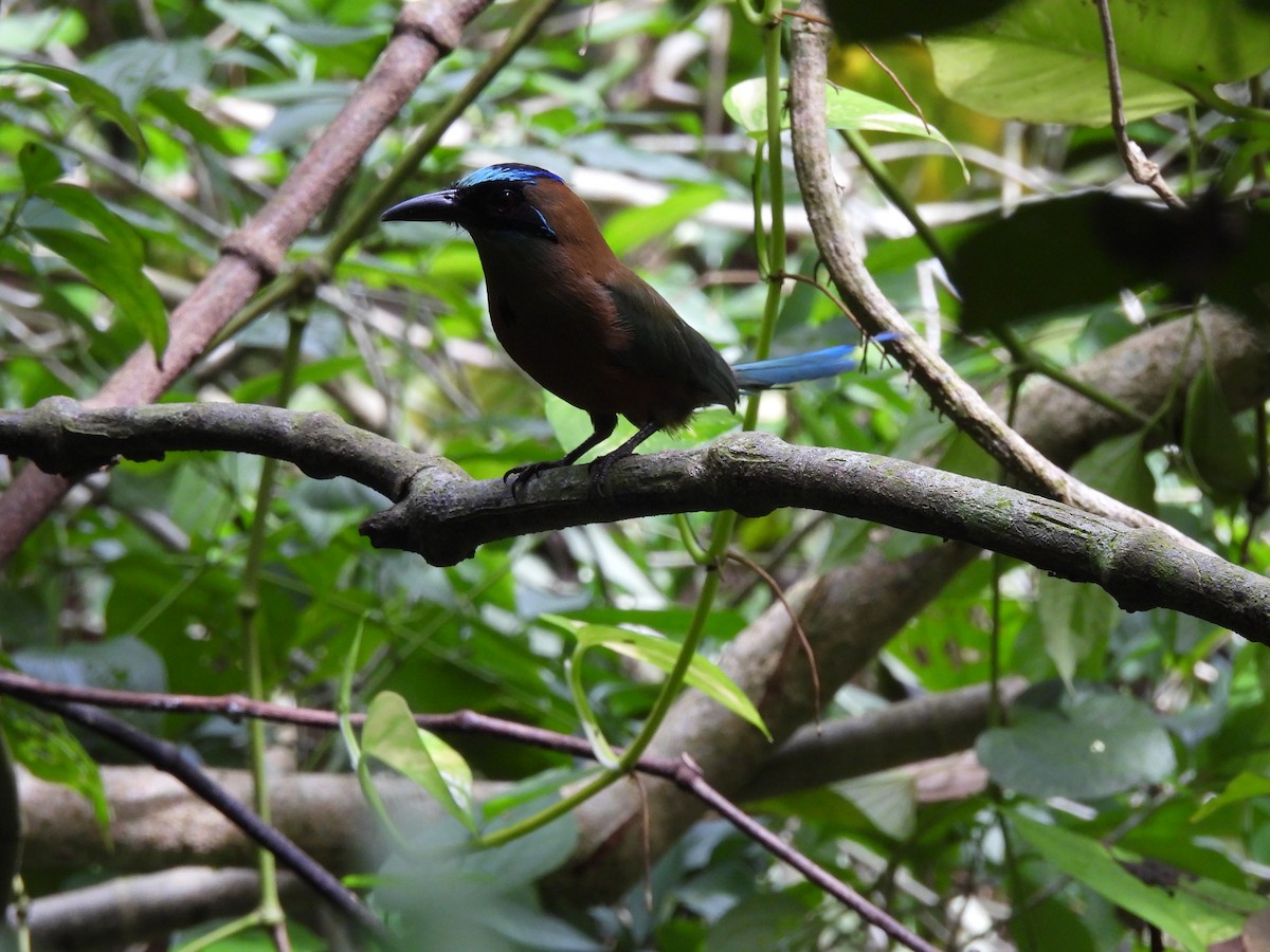 Whooping Motmot - ML638879269