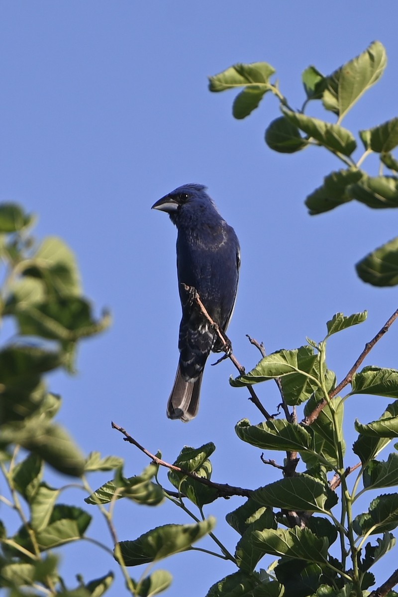 Guiraca bleu - ML638879274