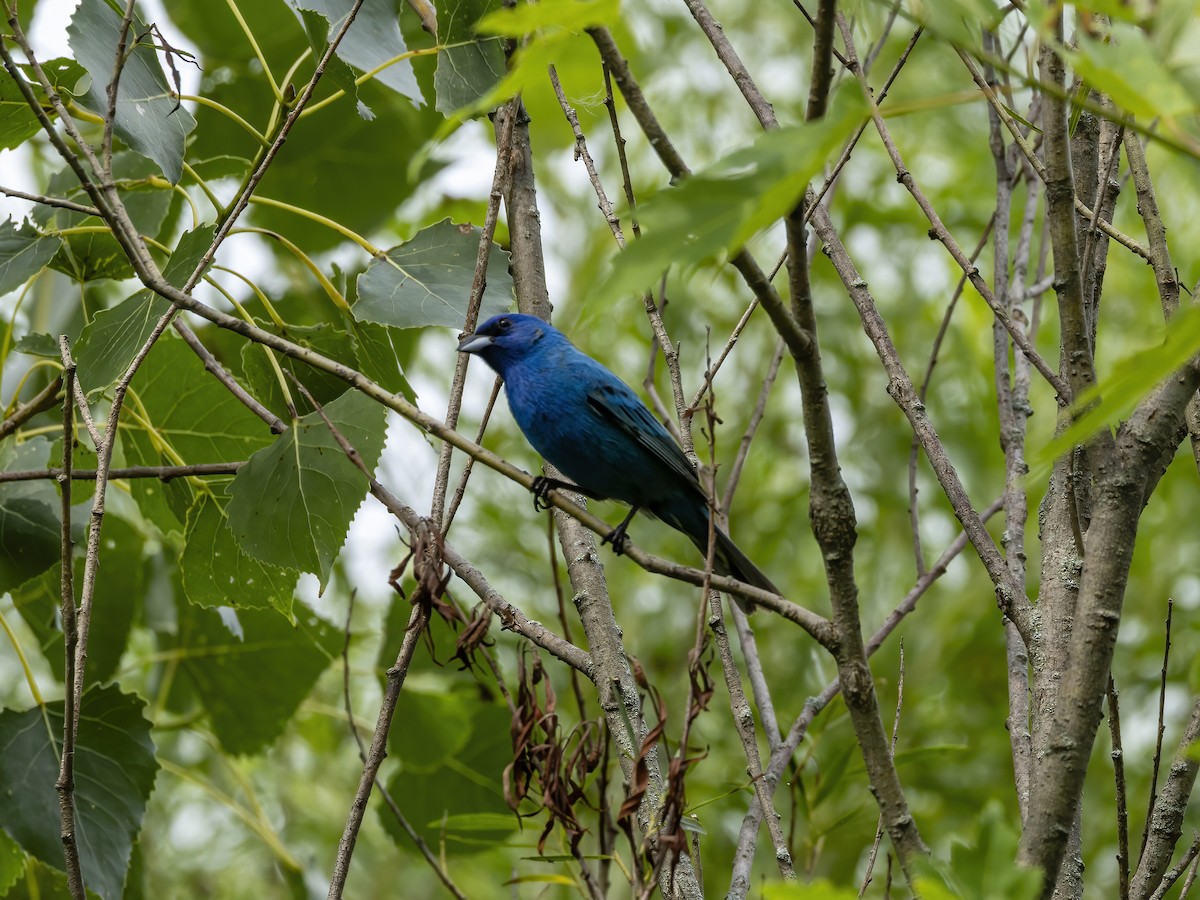 Passerin indigo - ML638879279