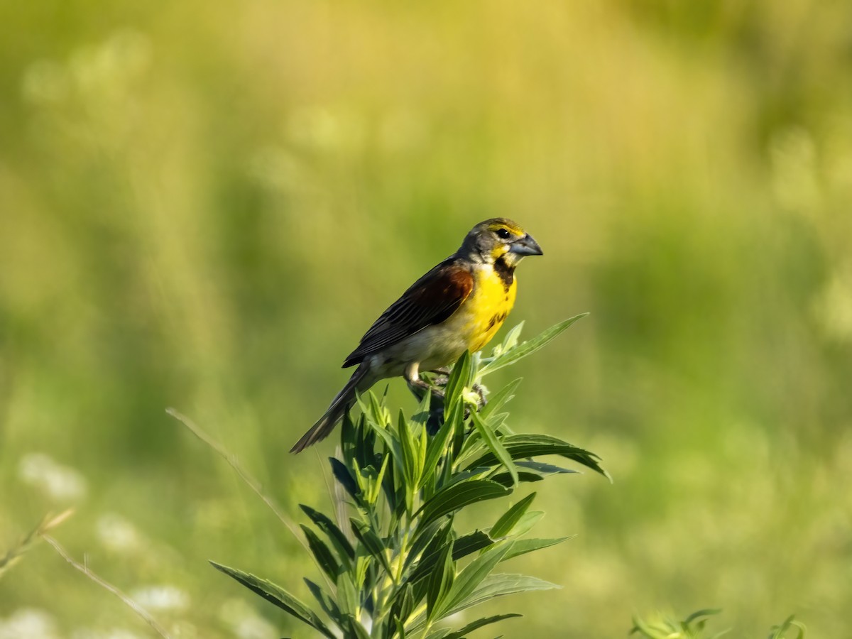 Dickcissel d'Amérique - ML638879281