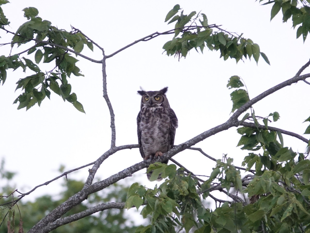 Great Horned Owl - ML638879283