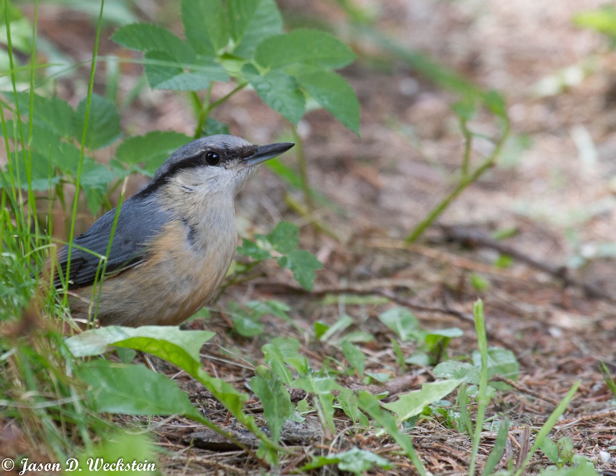 Eurasian Nuthatch - ML638879290