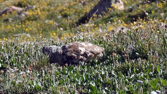 White-tailed Ptarmigan - ML638879382