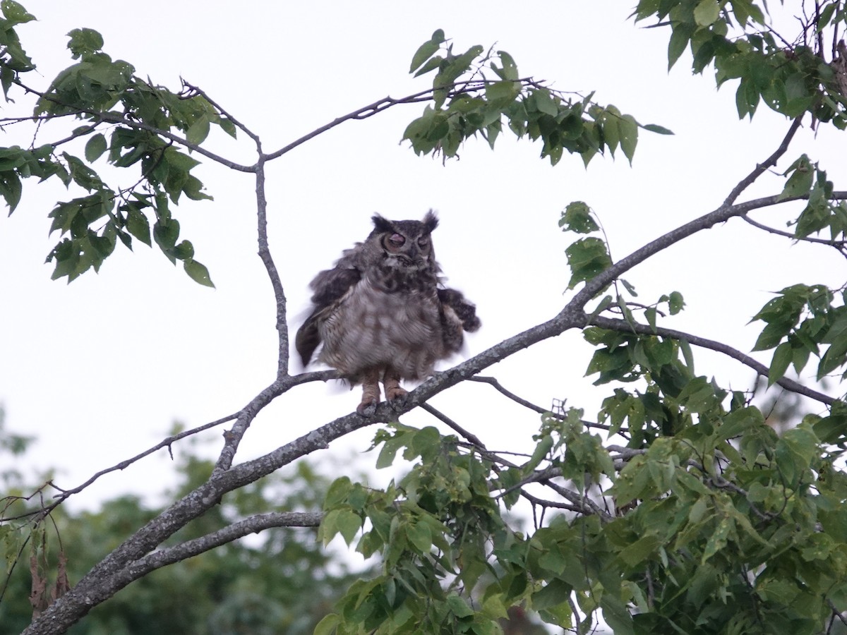 Great Horned Owl - ML638879394