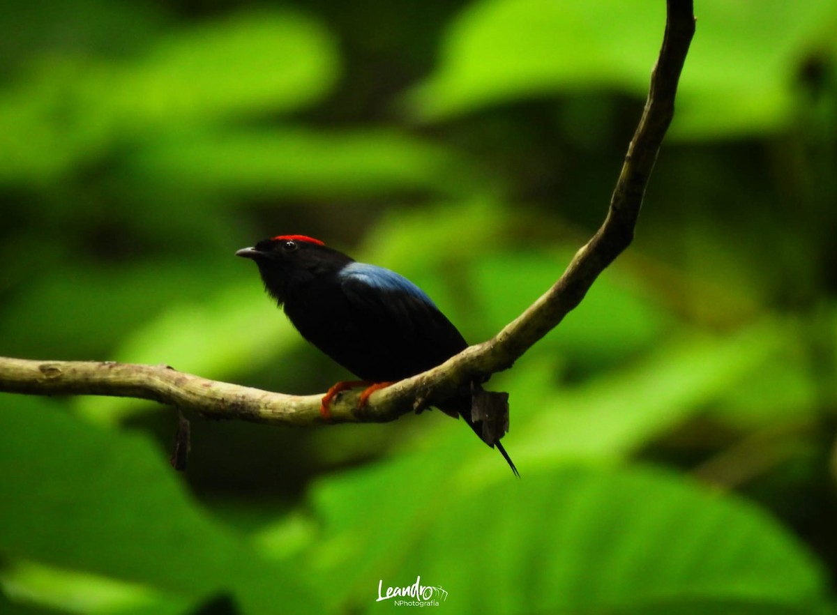 Lance-tailed Manakin - ML638879396