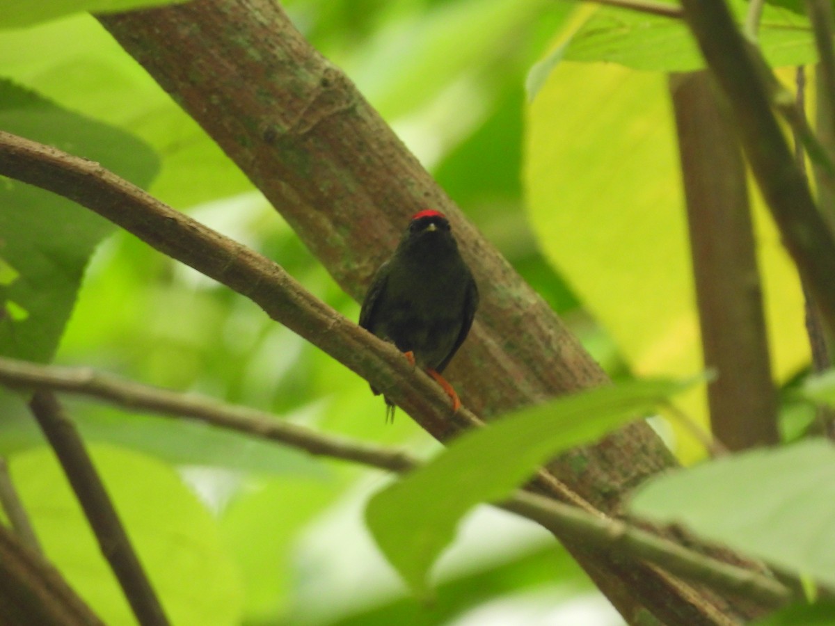 Lance-tailed Manakin - ML638879399
