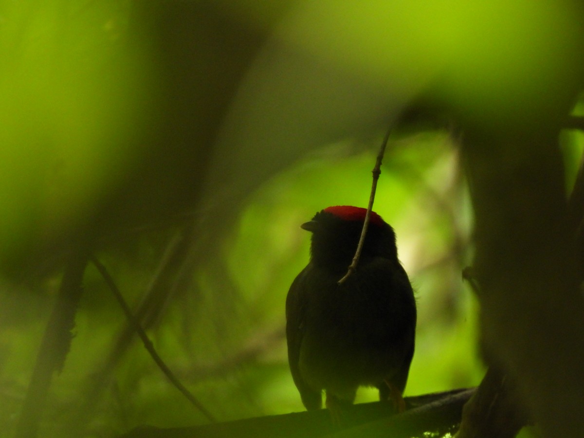 Lance-tailed Manakin - ML638879401