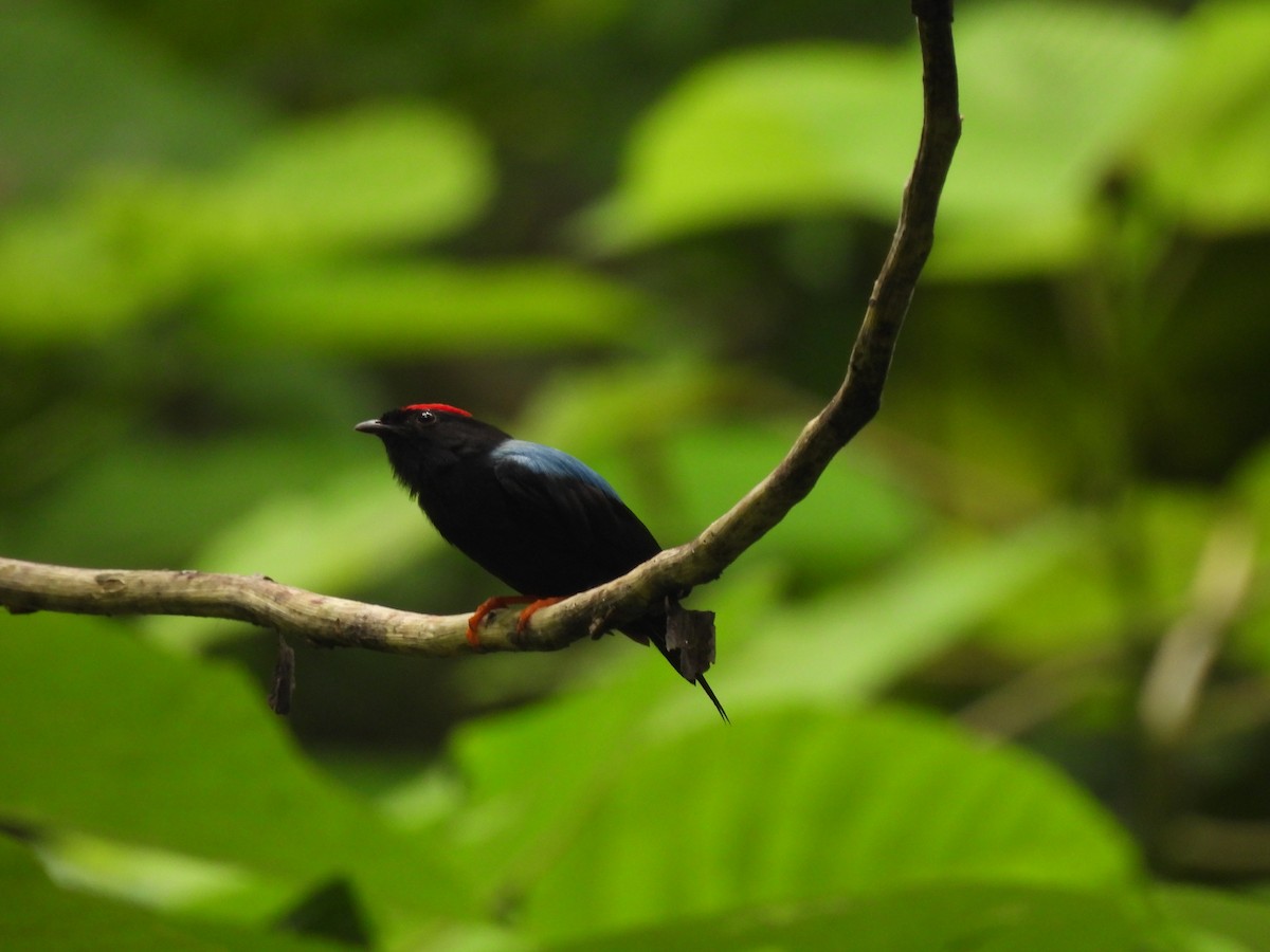 Lance-tailed Manakin - ML638879402