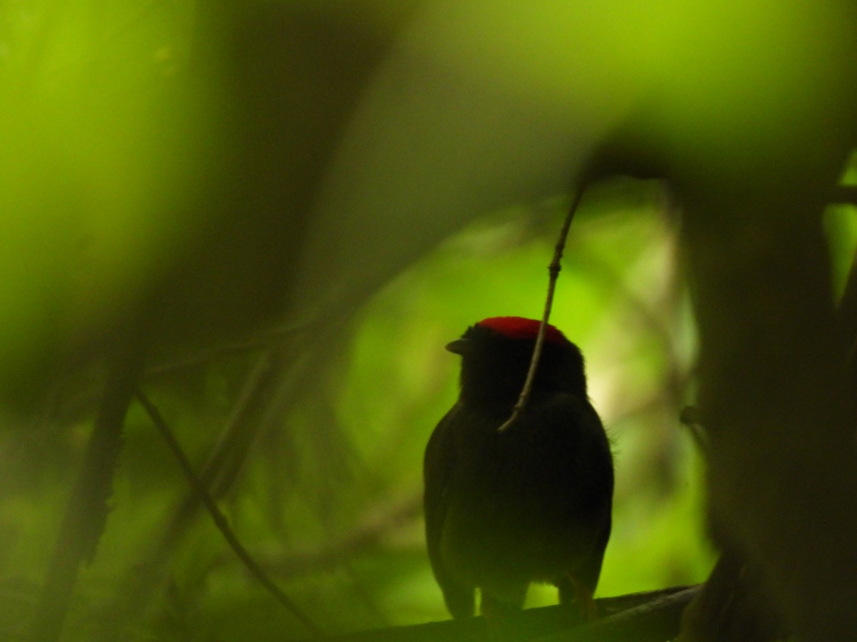 Lance-tailed Manakin - ML638879403