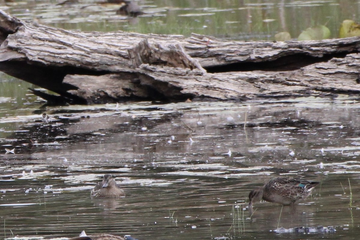 Green-winged Teal - ML638879422