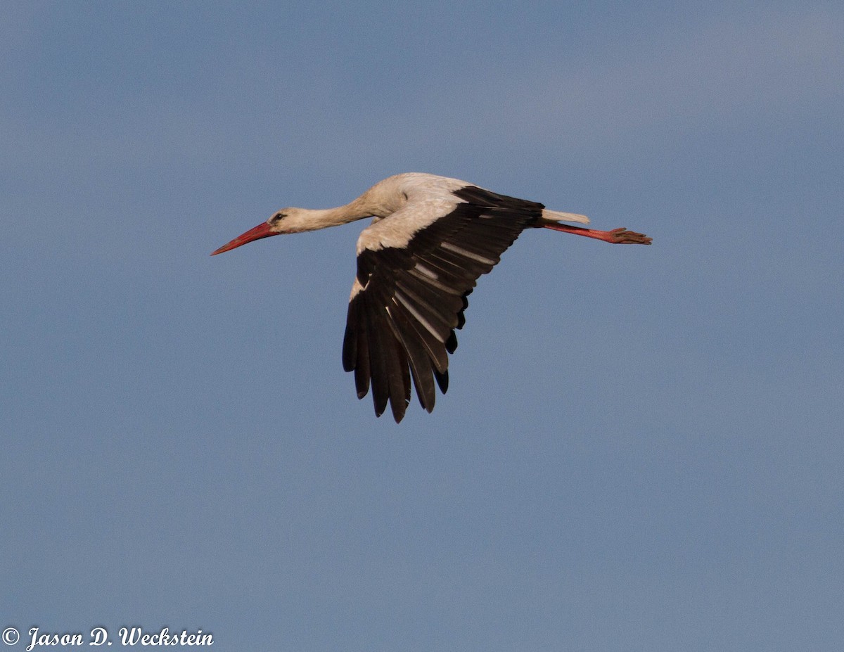 White Stork - ML638879440
