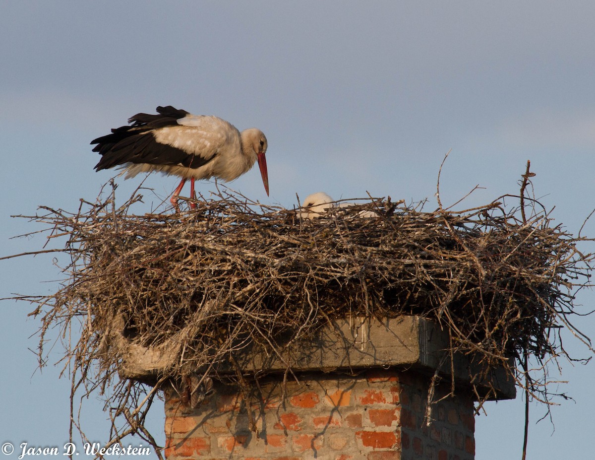 White Stork - ML638879441