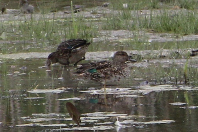 Green-winged Teal - ML638879442