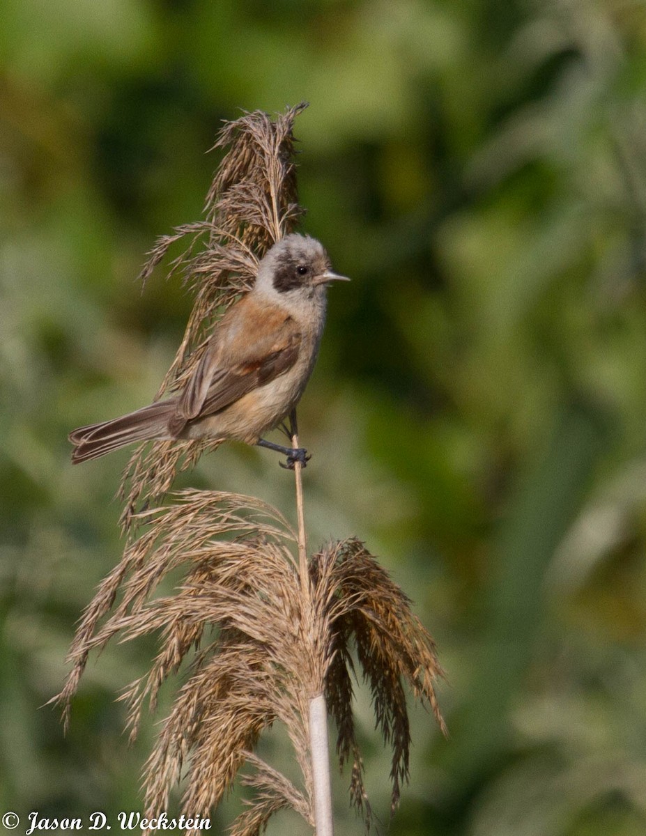 Eurasian Penduline-Tit - ML638879453