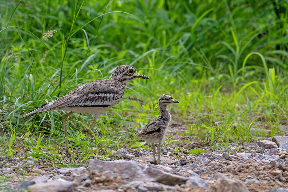 Indian Thick-knee - ML638879496