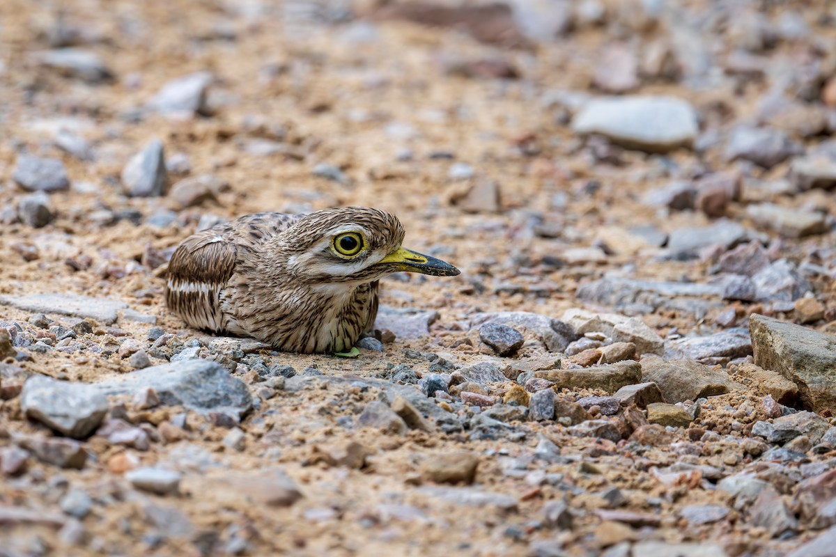 Indian Thick-knee - ML638879541