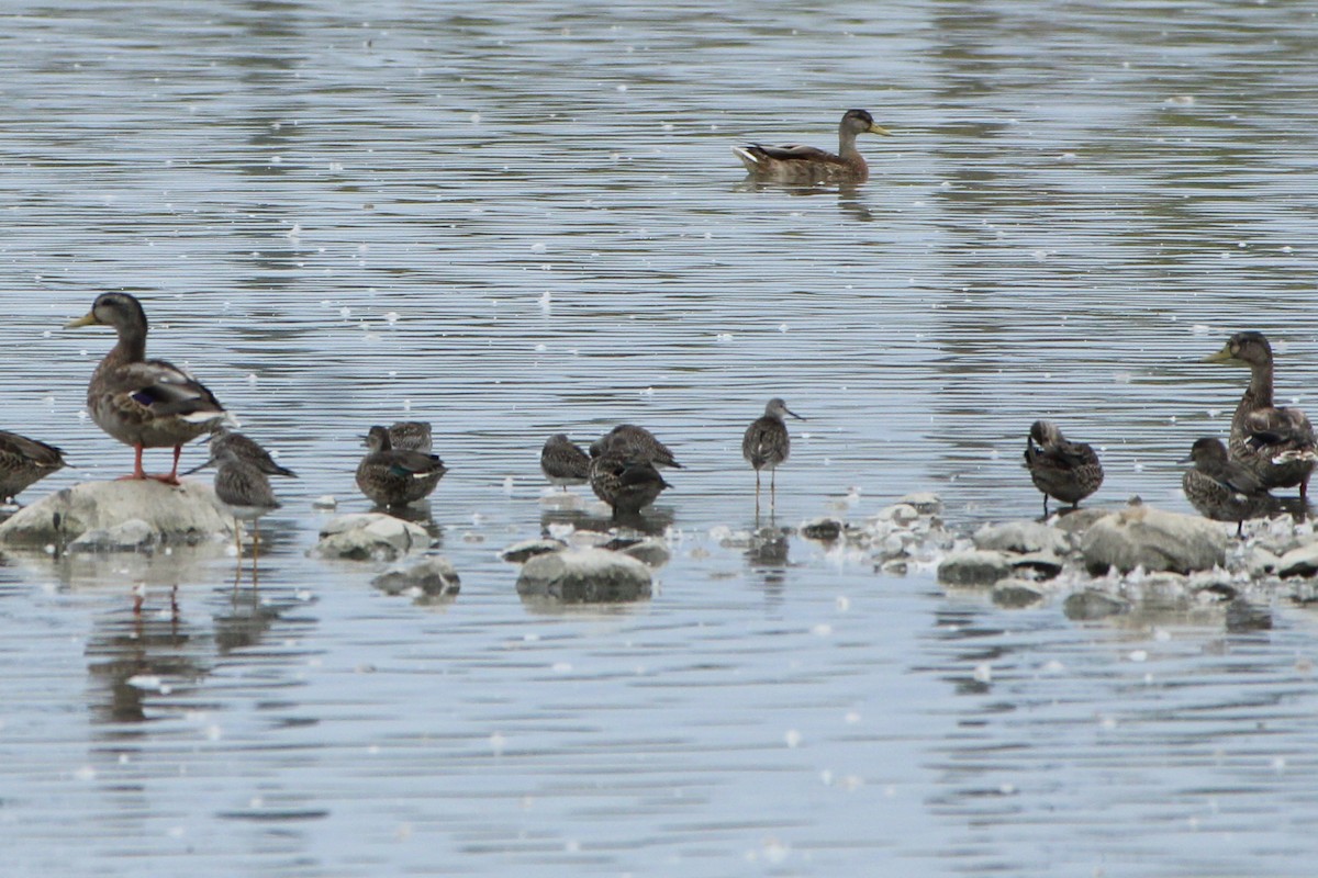 Green-winged Teal - ML638879542