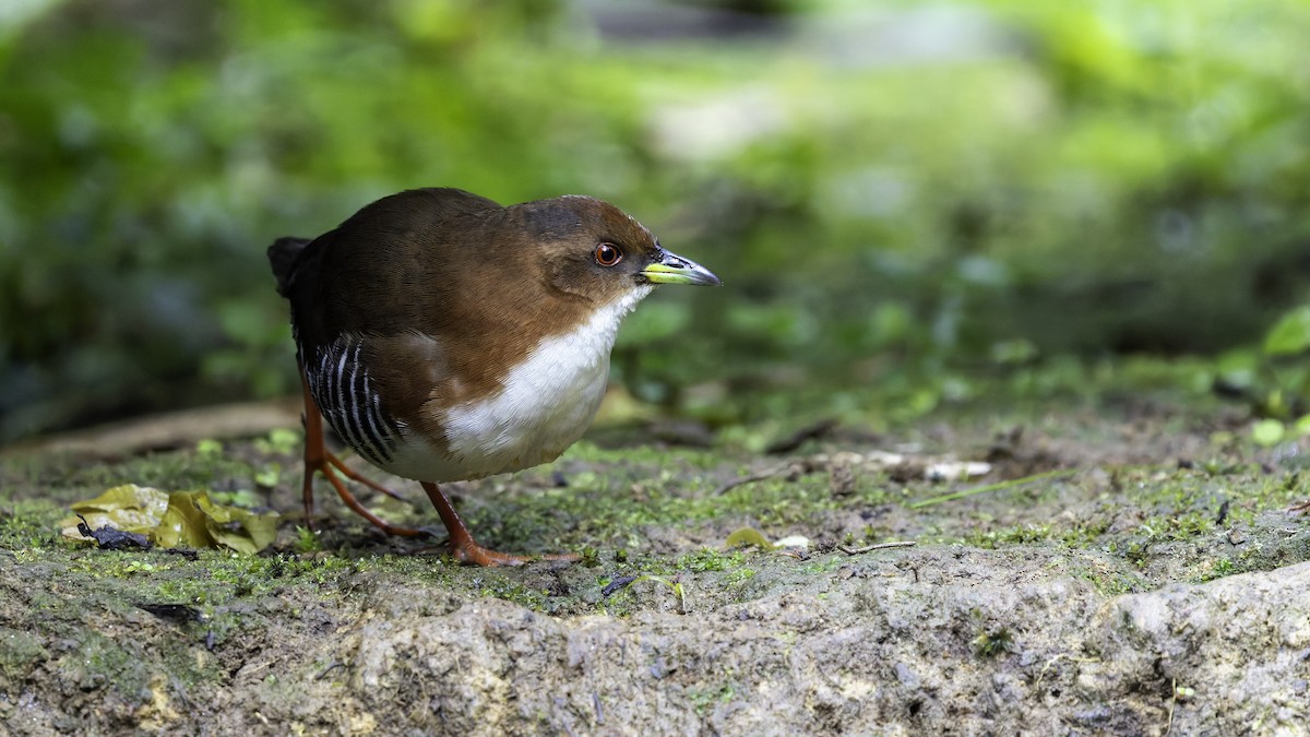 Red-and-white Crake - ML638879557