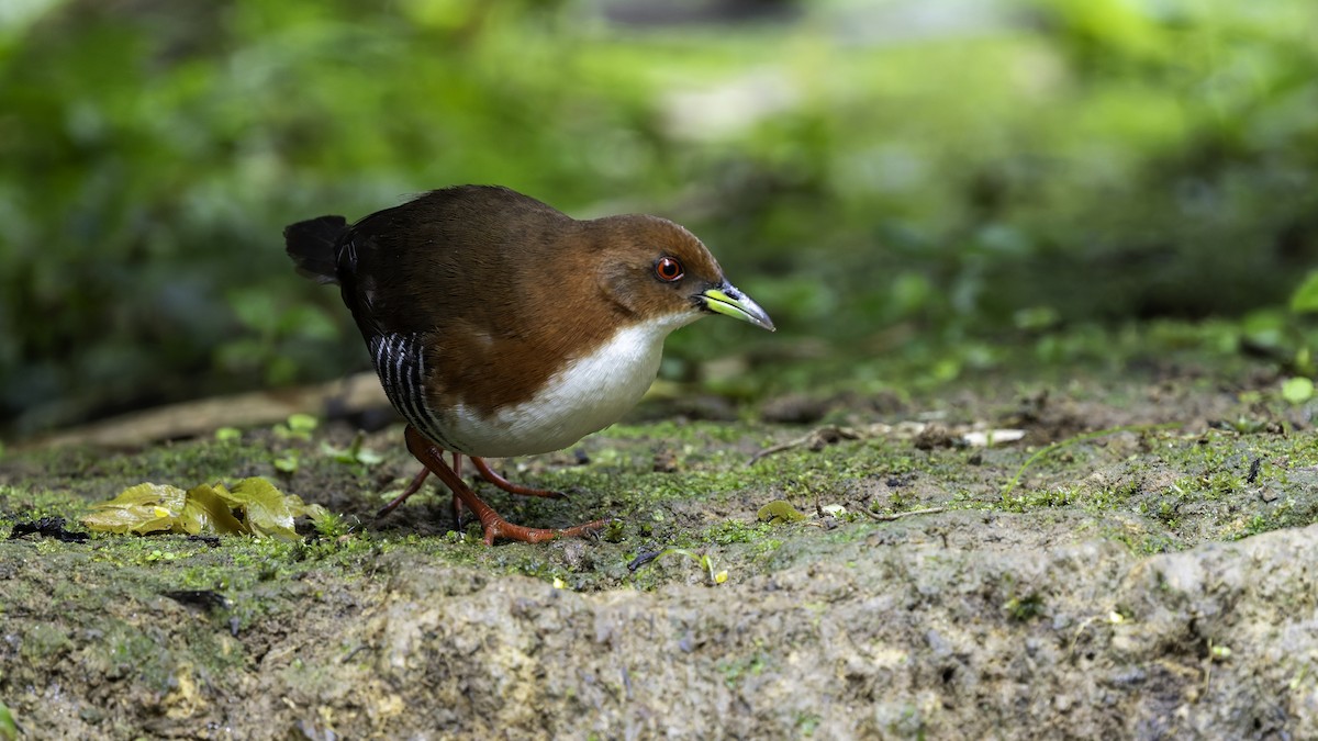 Red-and-white Crake - ML638879558