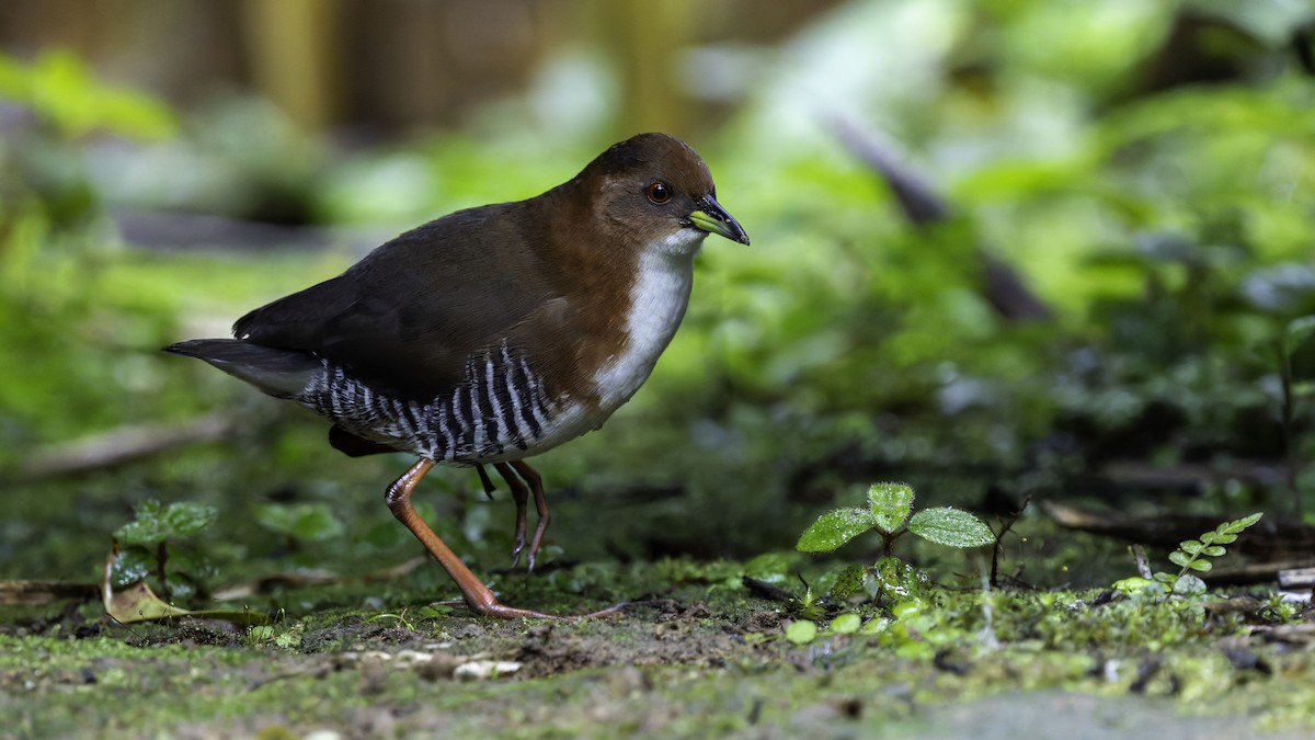 Red-and-white Crake - ML638879561