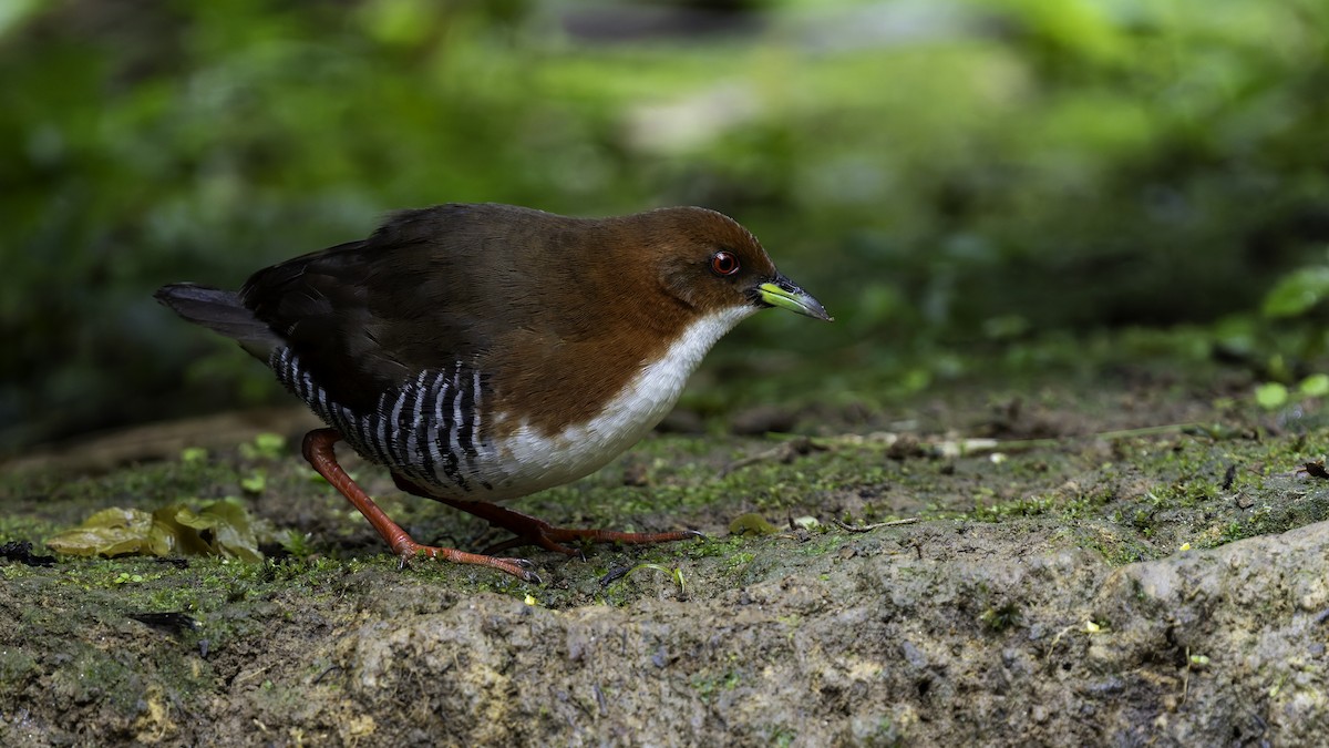 Red-and-white Crake - ML638879562