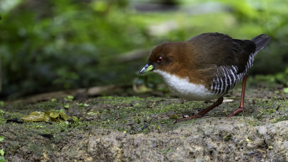 Red-and-white Crake - ML638879565
