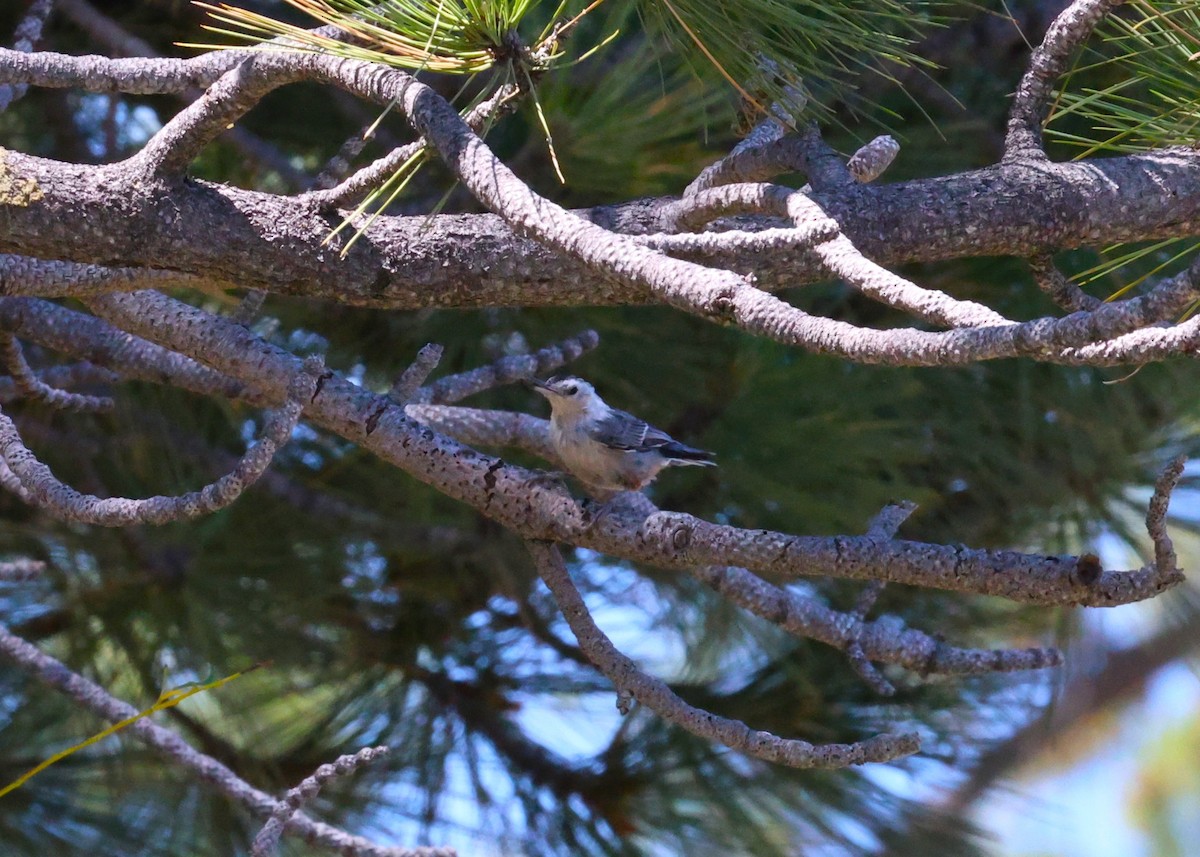 White-breasted Nuthatch - ML638879595