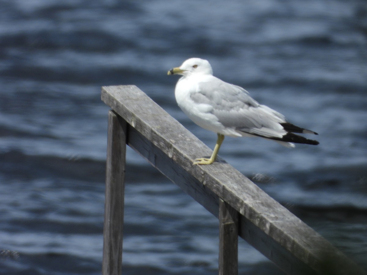 Ring-billed Gull - ML638879596