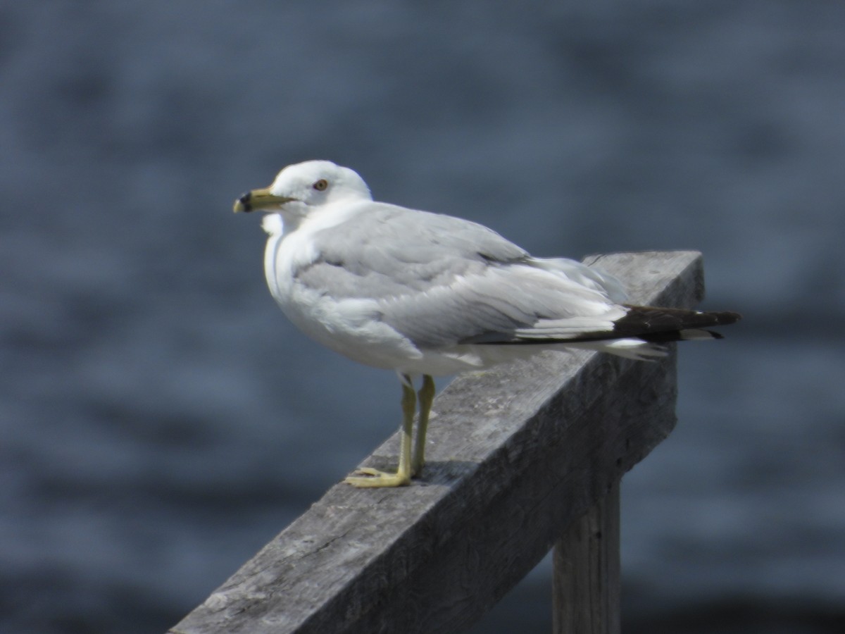 Ring-billed Gull - ML638879597