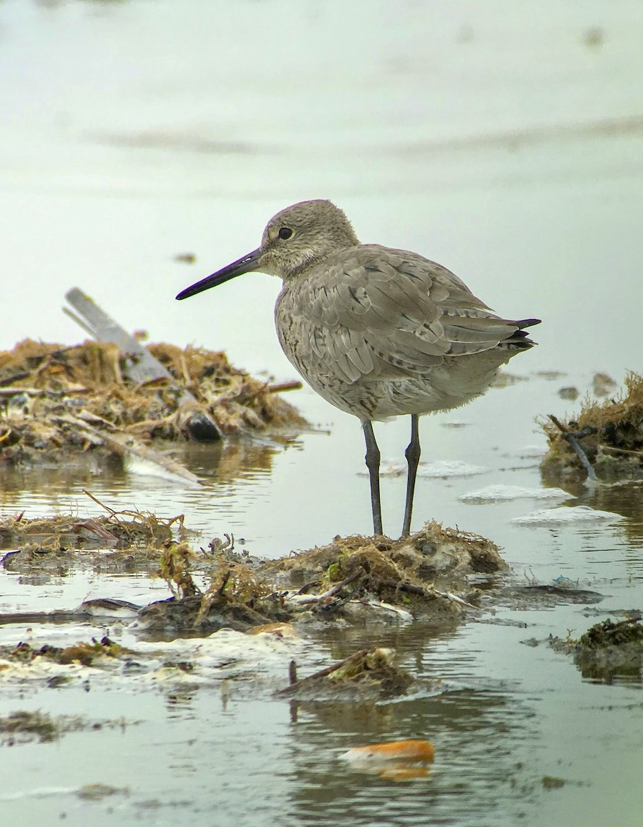 Willet - ML638879598