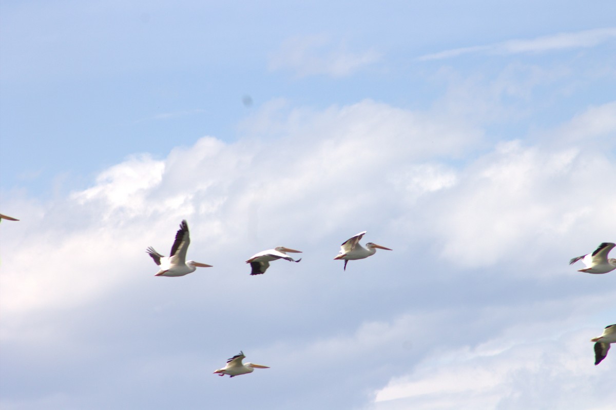 American White Pelican - ML638879599