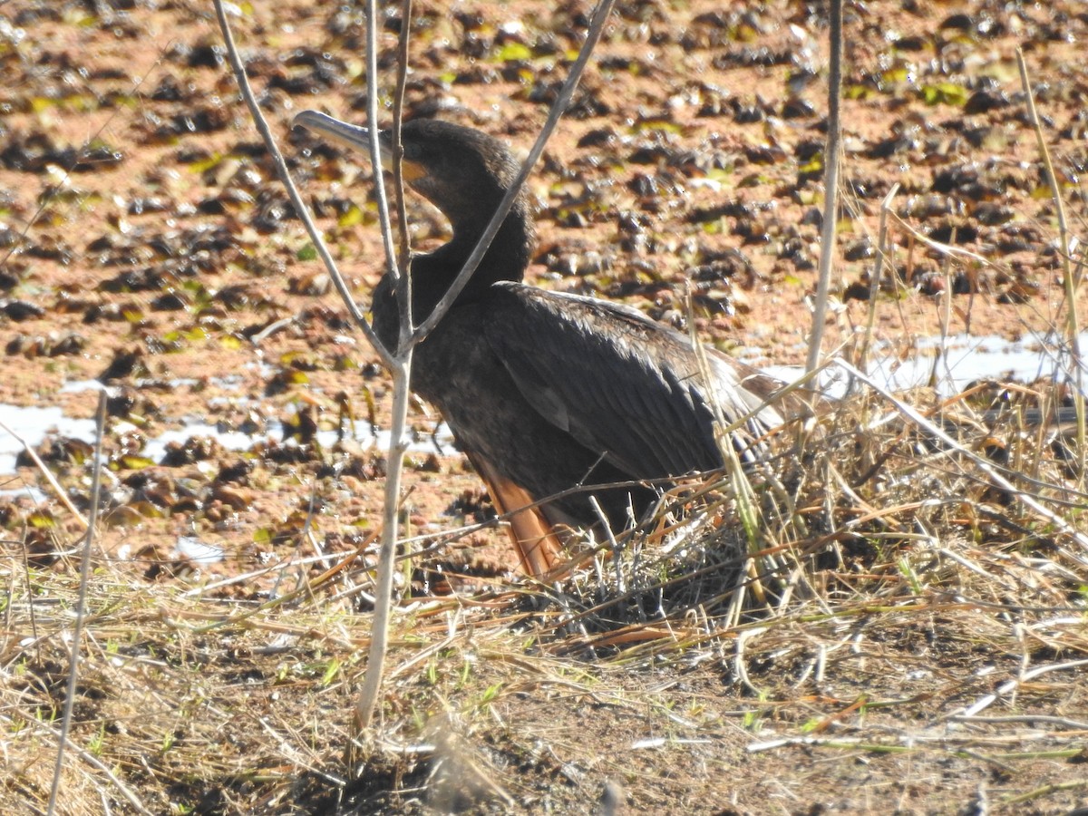 Neotropic Cormorant - ML638879601