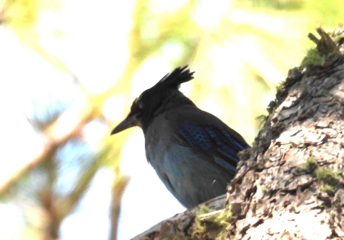 Steller's Jay - ML638879605