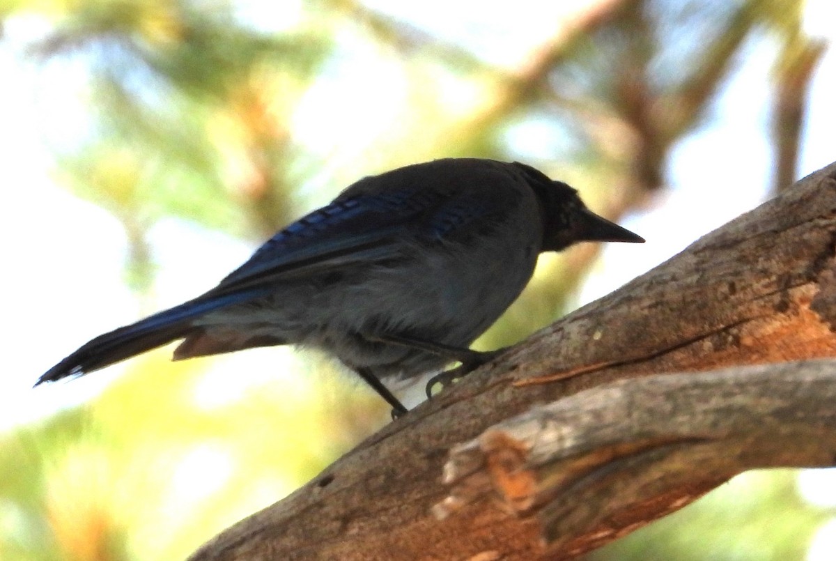 Steller's Jay - ML638879606