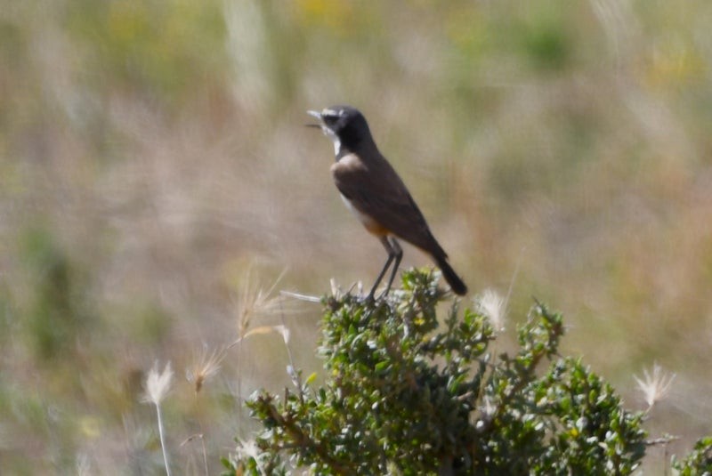 Capped Wheatear - ML638879607