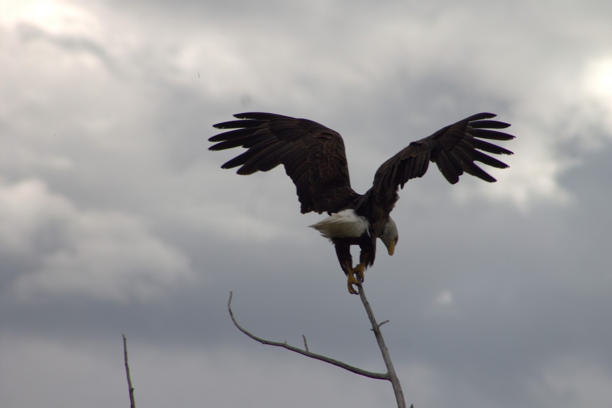 Bald Eagle - ML638879608