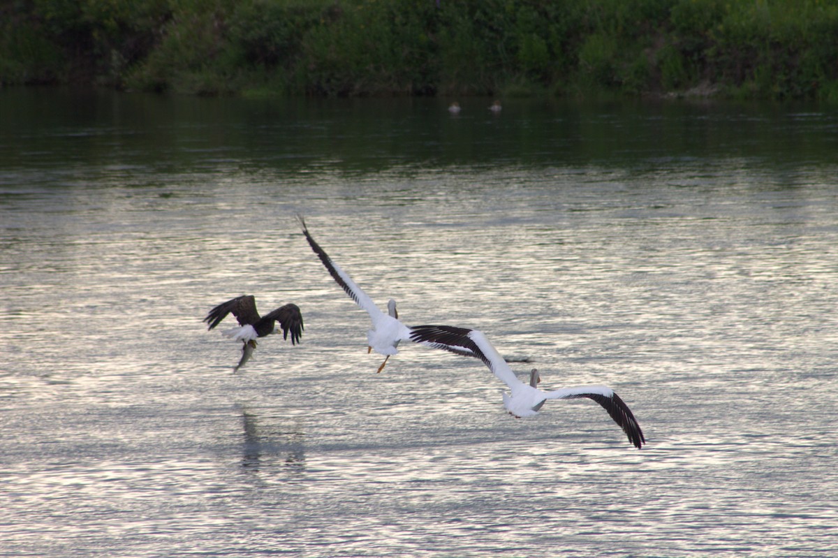 Bald Eagle - ML638879610