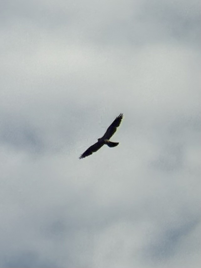 Mississippi Kite - ML638879611