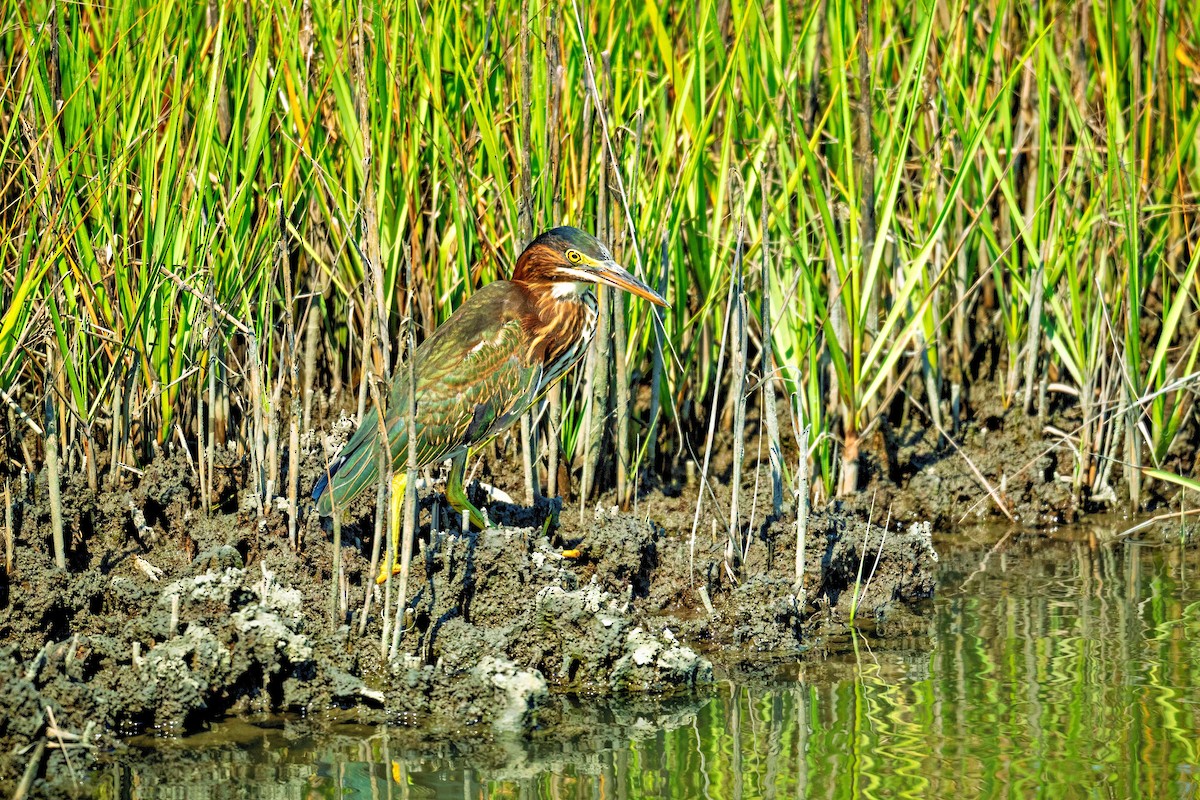 Green Heron - ML638879612