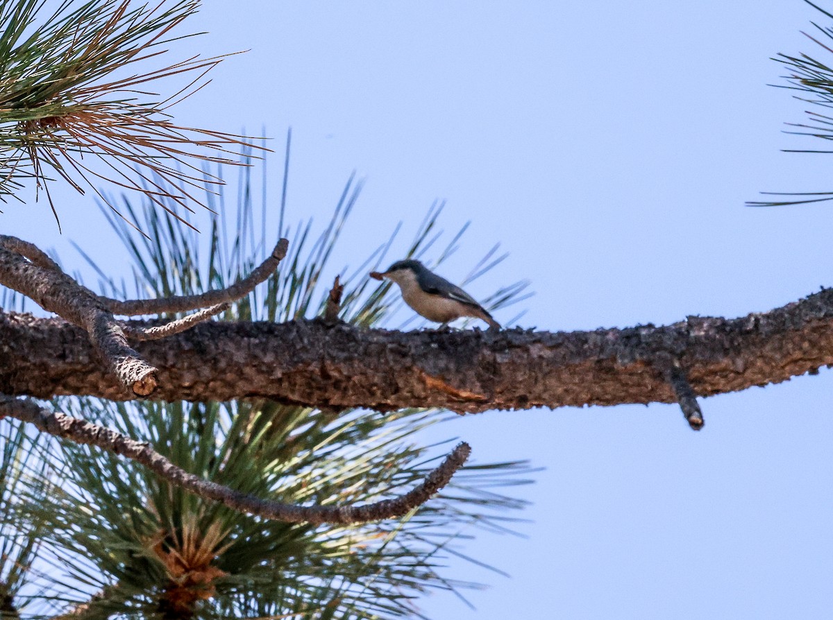 Pygmy Nuthatch - ML638879615