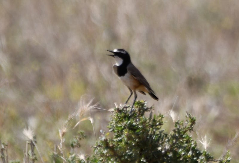 Capped Wheatear - ML638879616