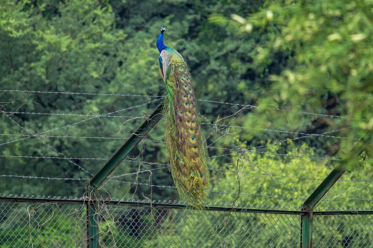 インドクジャク - ML638879640